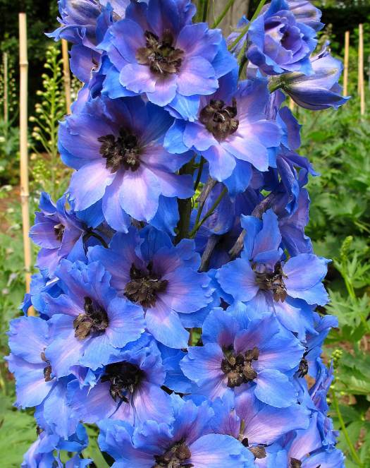 Blue delphinium with lavender eye and dark bee