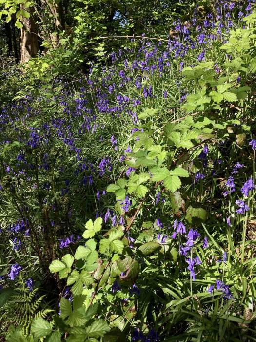 English bluebells with brambles and ferns