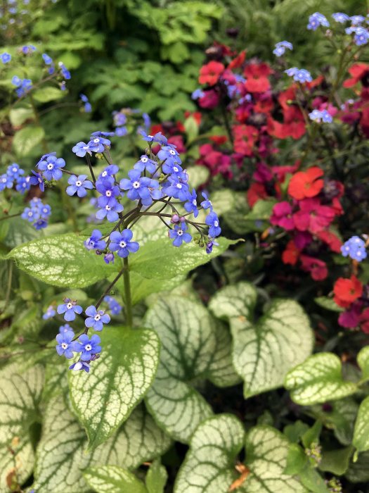 Brunnera with wallflowers