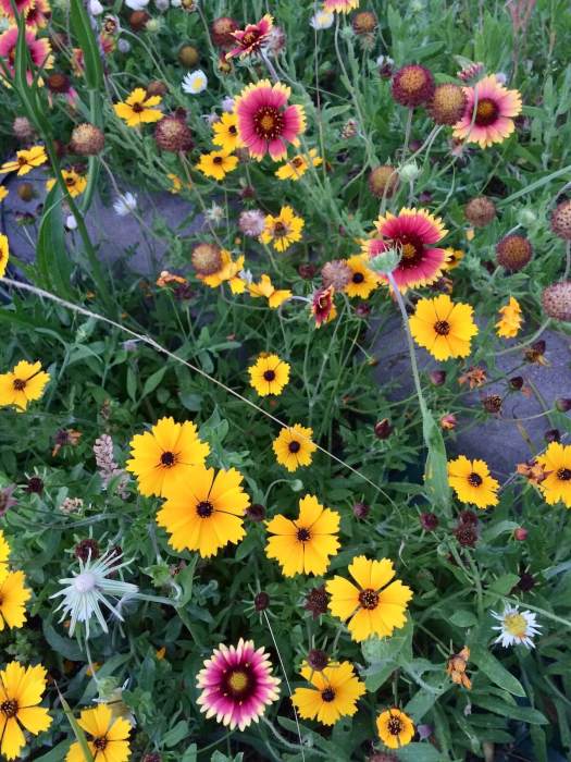 Wildflowers including coreopsis and galliarda