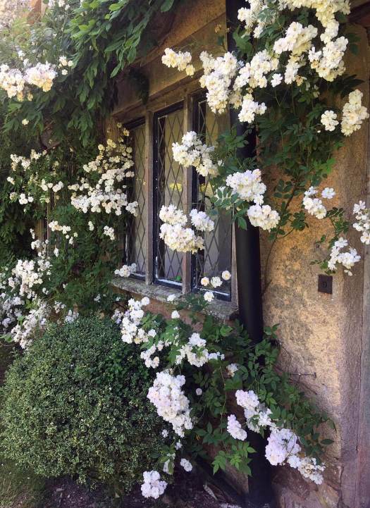 Rambling roses framing a window at Cothay Manor