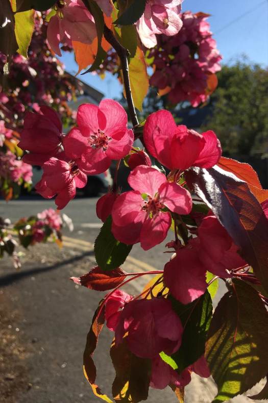 Crab apple flowers in an urban garden