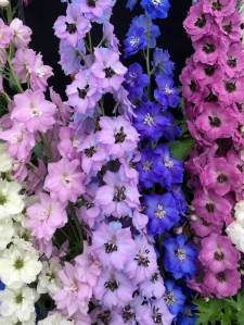 Mauve and blue delphiniums