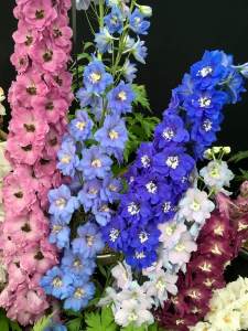 Pink and blue delphiniums