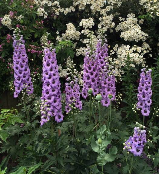Lilac delphiniums and white rambling roses