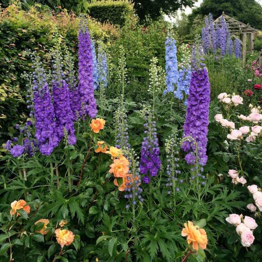 Delphiniums with Rosa Lady Emma Hamilton and Rosa Scepter'd Isle