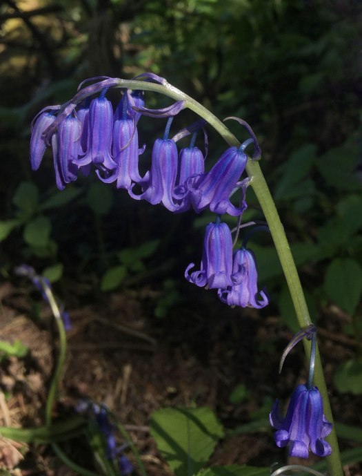 Arching English bluebell in shade