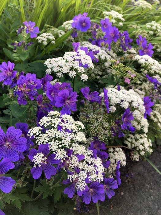Purple geranium with Anthriscus (cow parsley)