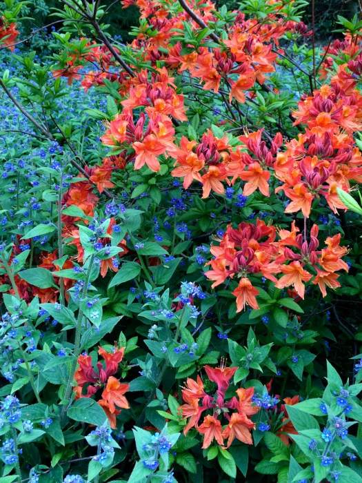 Azalea underplanted with leafy green alkanet