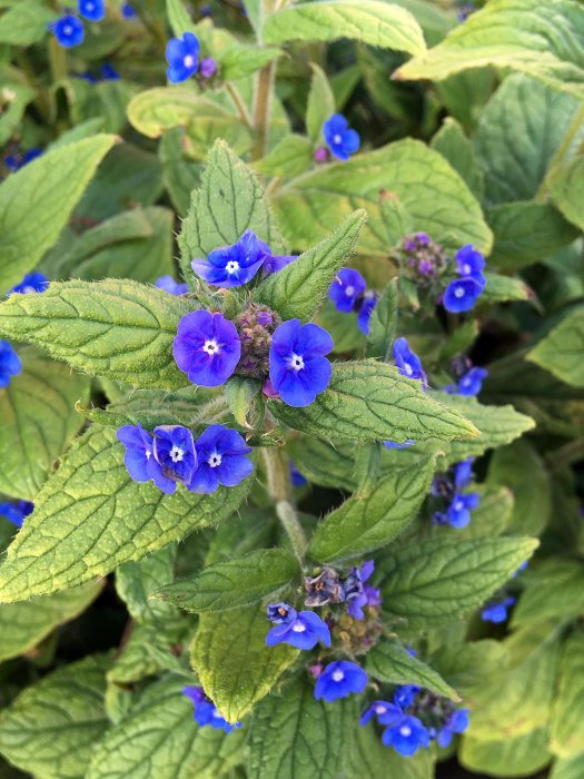 Green alkanet