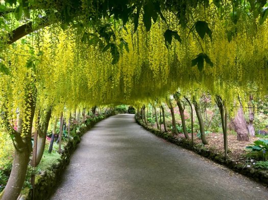 Yellow Laburnum flowers arch over a curved walkway