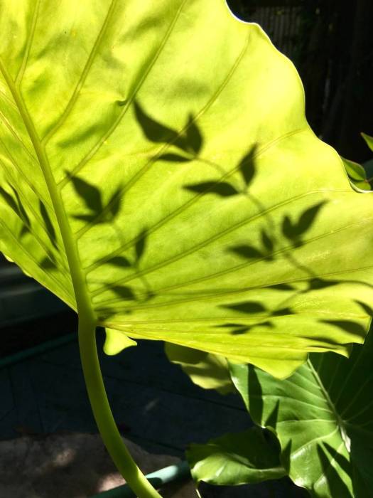 Backlit leaf with leaf shadow