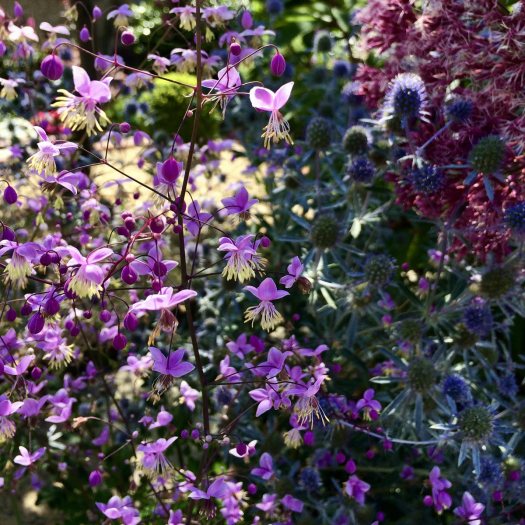 Dappled light seen through flowers