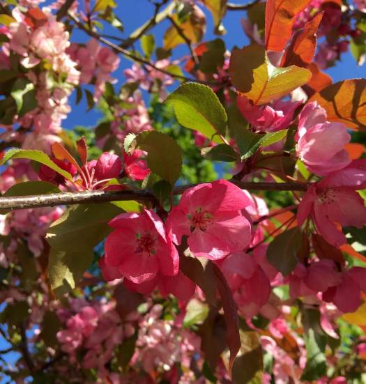 Malus blossom