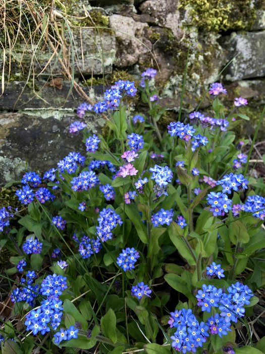 Myosotis (forget-me-not) with a few pink flowers