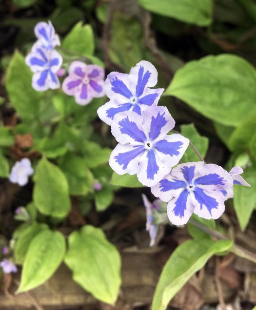 Small white flowers with pronounced blue star shape