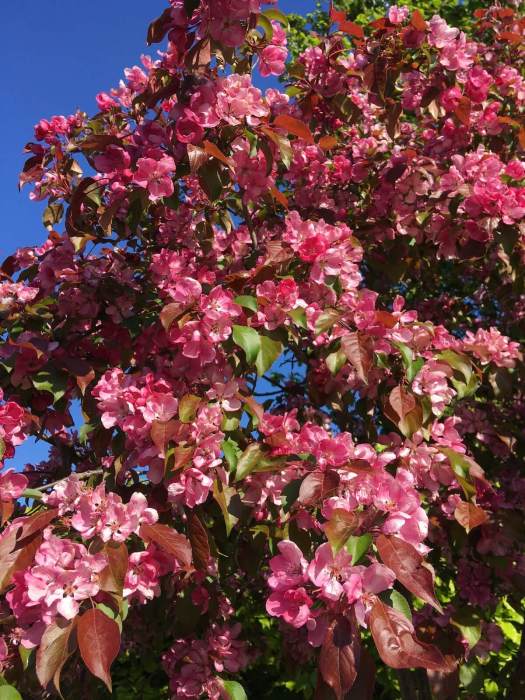 Pink Malus (crab apple) in full bloom