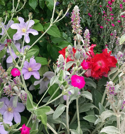 Plant companions: roses, clematis, stachys byzantina and lychnis coronaria