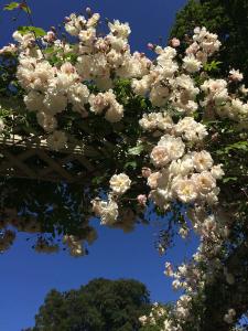 Rambling rose growing on a sturdy, trellis arbour at Bodnant