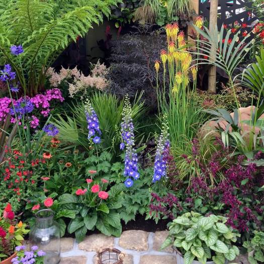 Short delphiniums at the front of a flower bed