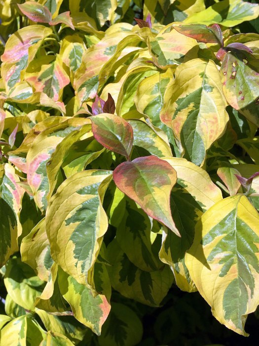 Dogwood with yellow and green leaves