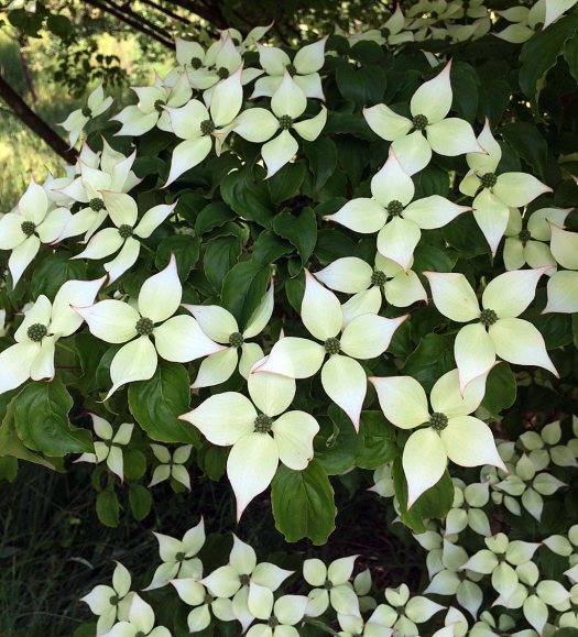 White dogwood with a green centre and pale pink edge