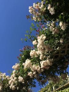 White rambler with honeysuckle at Bodnant Garden