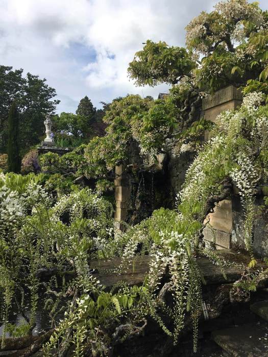 White wisteria at Bodnant Garden