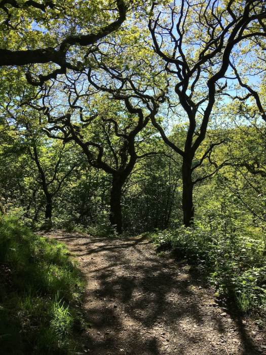 Woodland path with light and shade