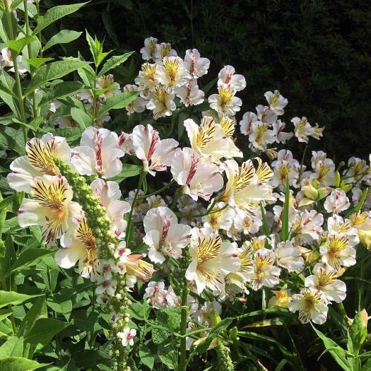 Creamy white Alstroemeria with Verbascum