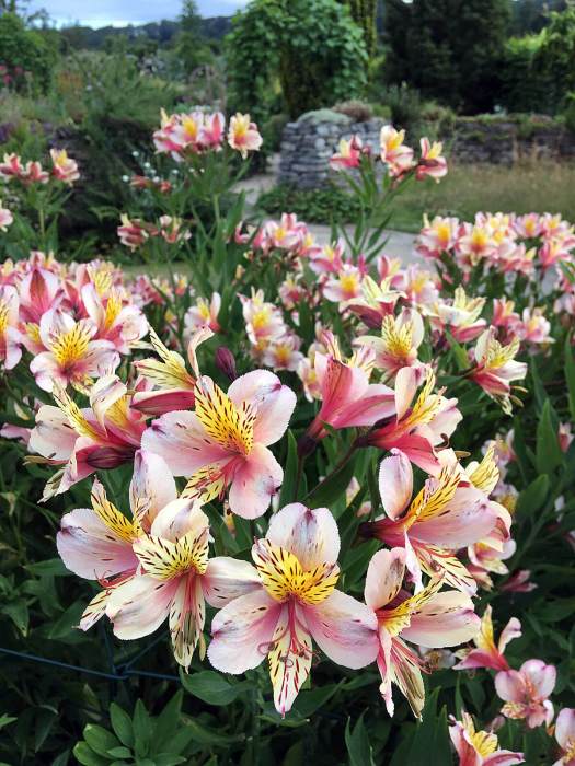 Alstroemeria at Cobble Hey
