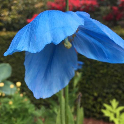 Blue poppy (Meconopsis)