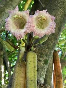Candle flowers and fruit