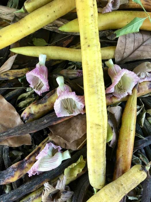 Fallen candle fruit and flowers