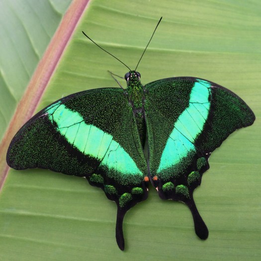 Emerald green swallowtail butterfly with florescent stripe