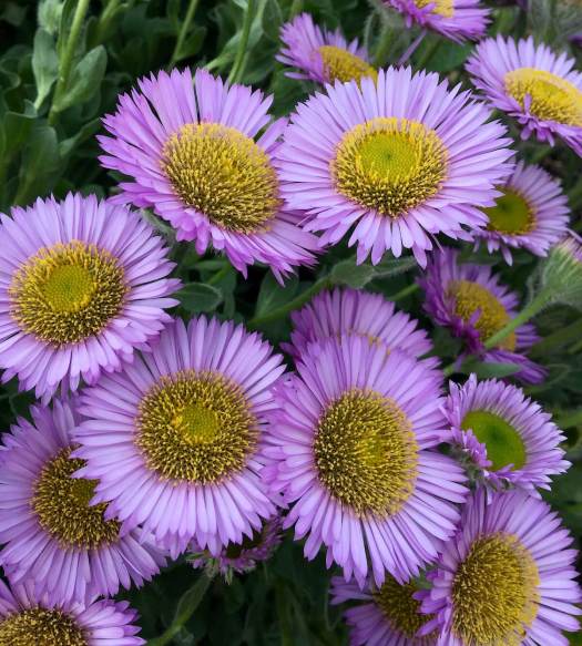 Erigeron glaucus - lavender daisies