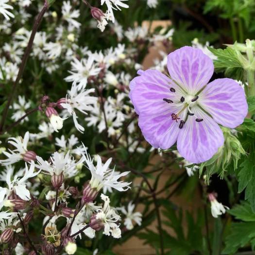 Hardy geranium with Lychnis flos-cuculi 'White Robin'