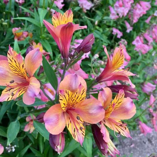 Alstroemeria with Penstemon