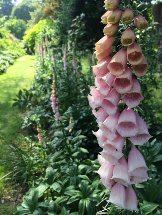 A path beside peach foxgloves