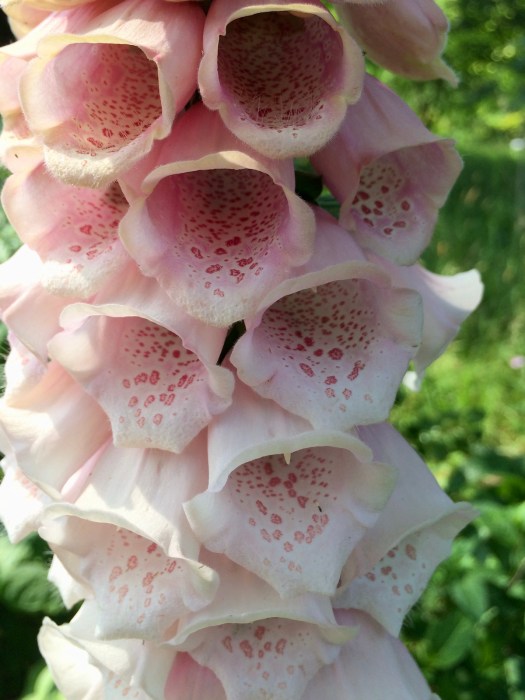 Peach foxglove with darker spots
