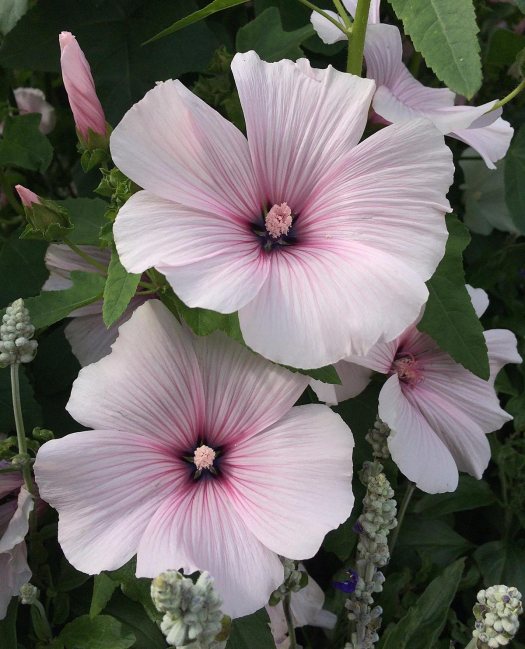 Pink rose mallow with salvia