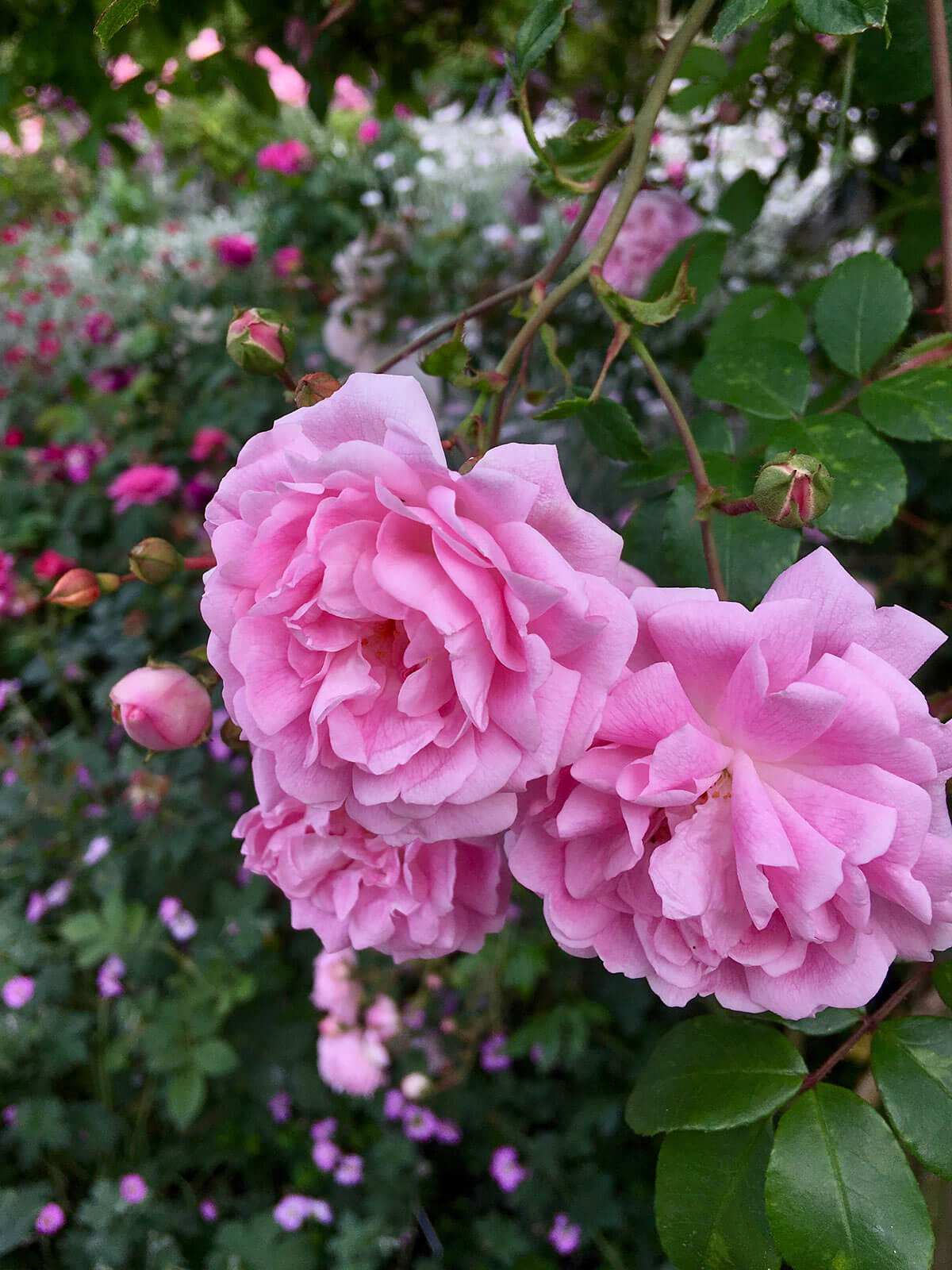 Even More Pink Roses – Susan Rushton
