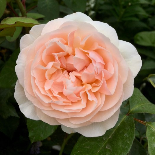 Rosa 'Sweet Juliet'