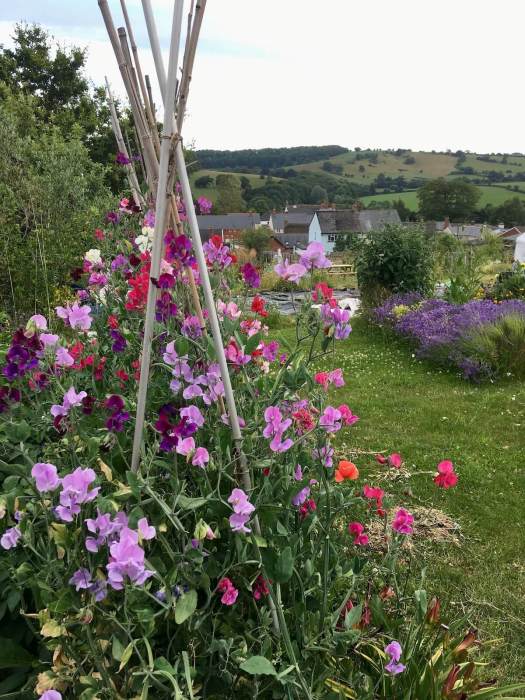Sweet peas growing up canes at an allotment