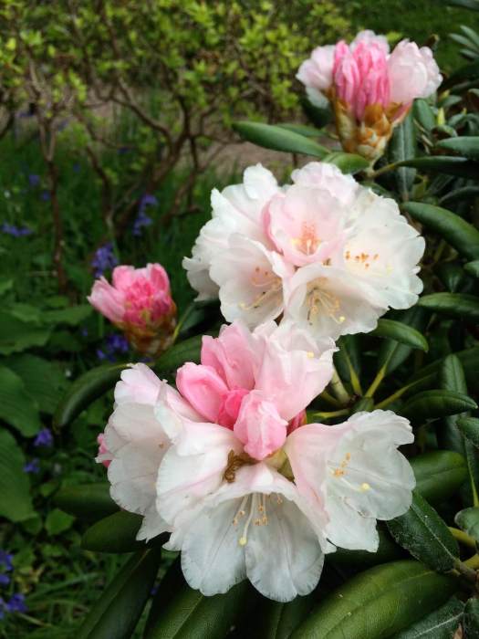 White rhododendron with pink buds