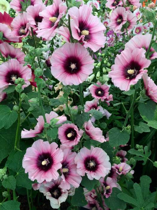 Alcea 'Halo Candy' - pink hollyhock with dark centre
