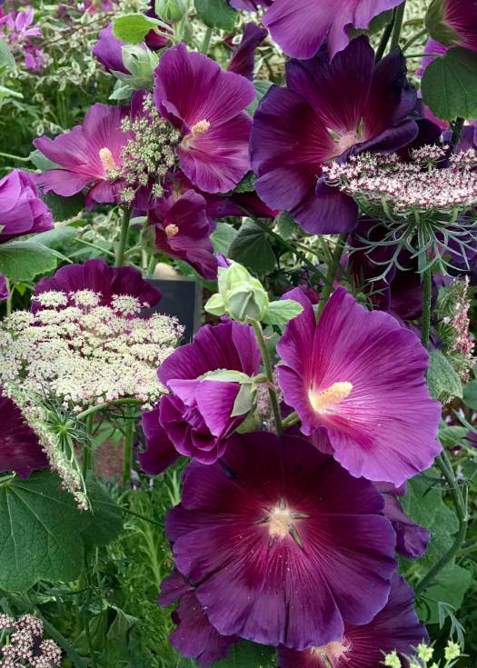 Purple hollyhocks - Alcea 'Halo Lavender'