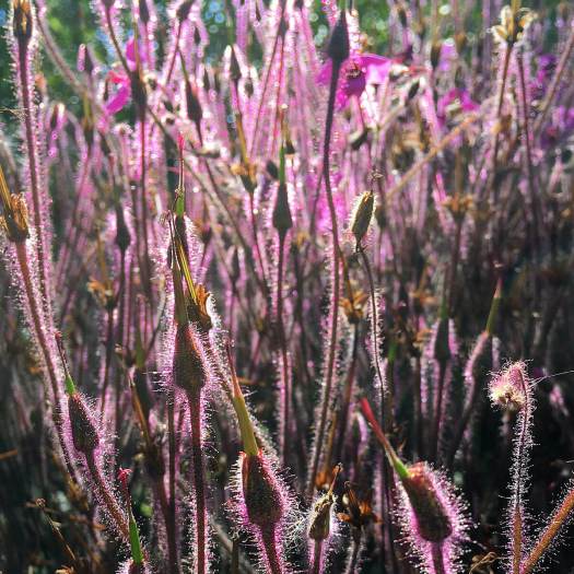 Backlit furry geranium stems and seeds