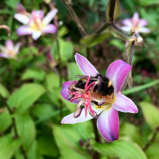 Bee on a toad lily (Tricyrtis)