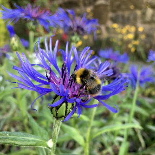 Bee on Centaurea montana
